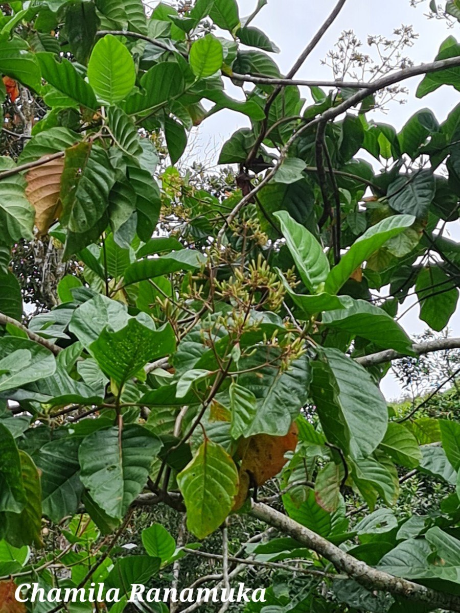 Cinchona officinalis L.